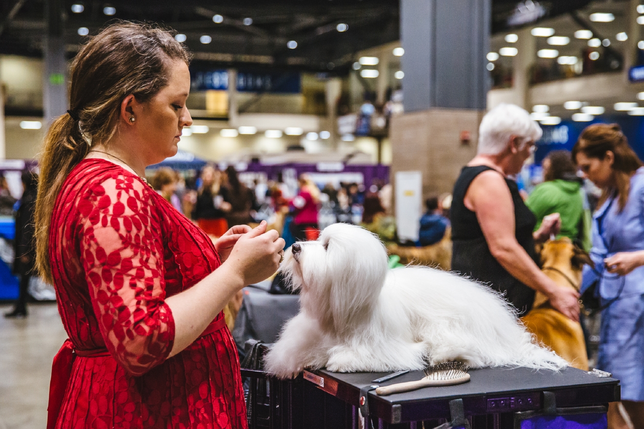 Photos Touring the Grooming Room of the Seattle Dog Show Seattle Refined