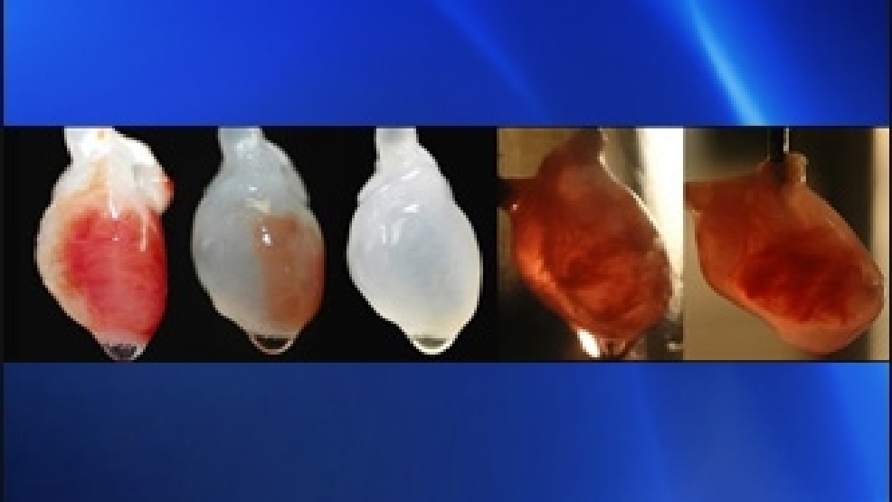 Rat heart with cells stripped away and replaced was restarted