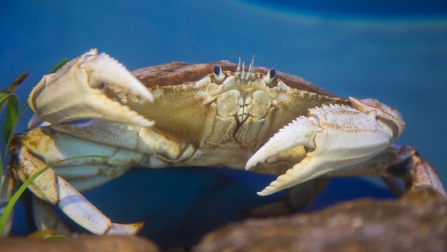 'I never thought I’d see another': 2 white Dungeness crab on display at Oregon aquarium