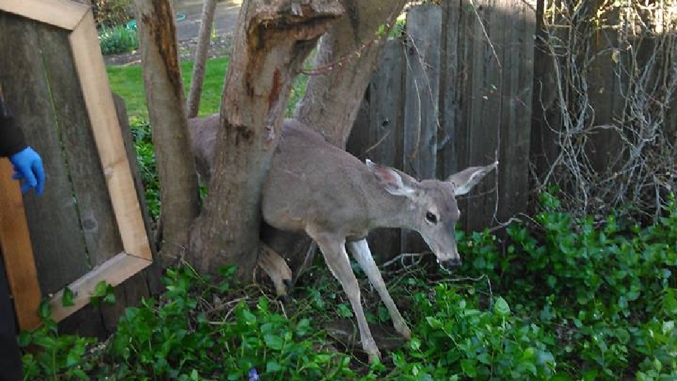 Deer Stuck In Tree Rescued By Officer With Hydraulic Jack Kval