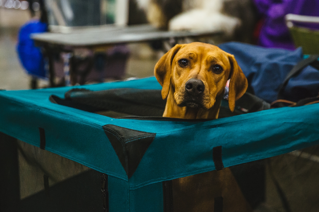 Photos The Seattle Dog Show Is Everything You Need Right Now (And More