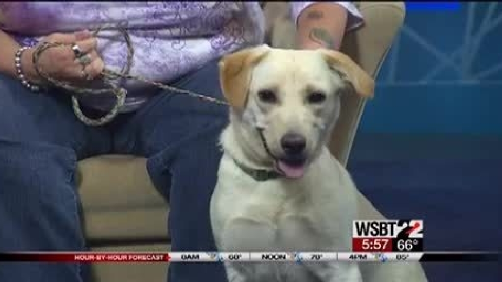 -img1-vid-Luna-needs-a-forever-home--1-.jpg -img1-vid-Luna-needs-a-forever-home--1-.jpg