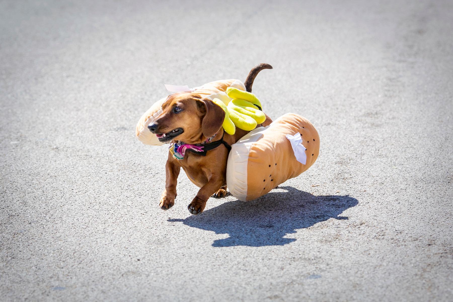 Photos The 10th Annual Running Of The Wiener Dogs At Oktoberfest