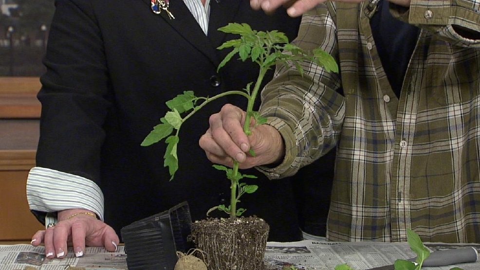 042412veggies.jpg_BIM.jpg