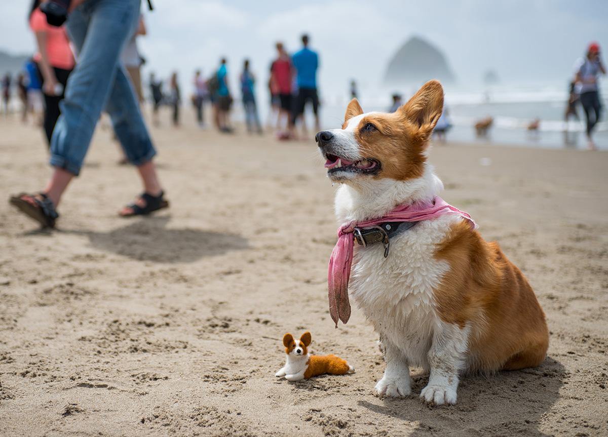 Photos Oregon Beach Day benefiting the Oregon Humane Society KATU