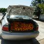 Tulare deputies catch citrus thief