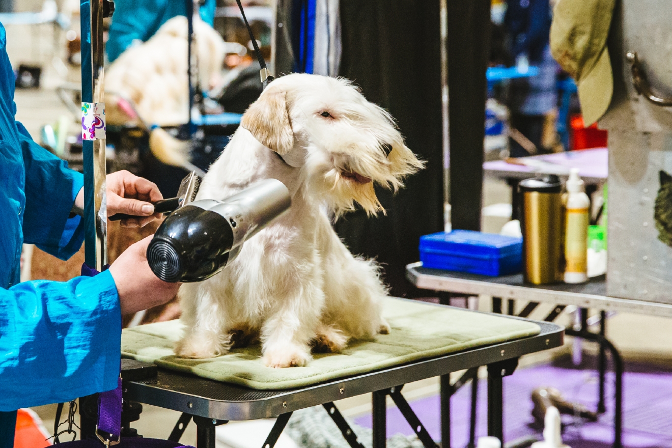 Great Dog Show Grooming of all time Don t miss out 