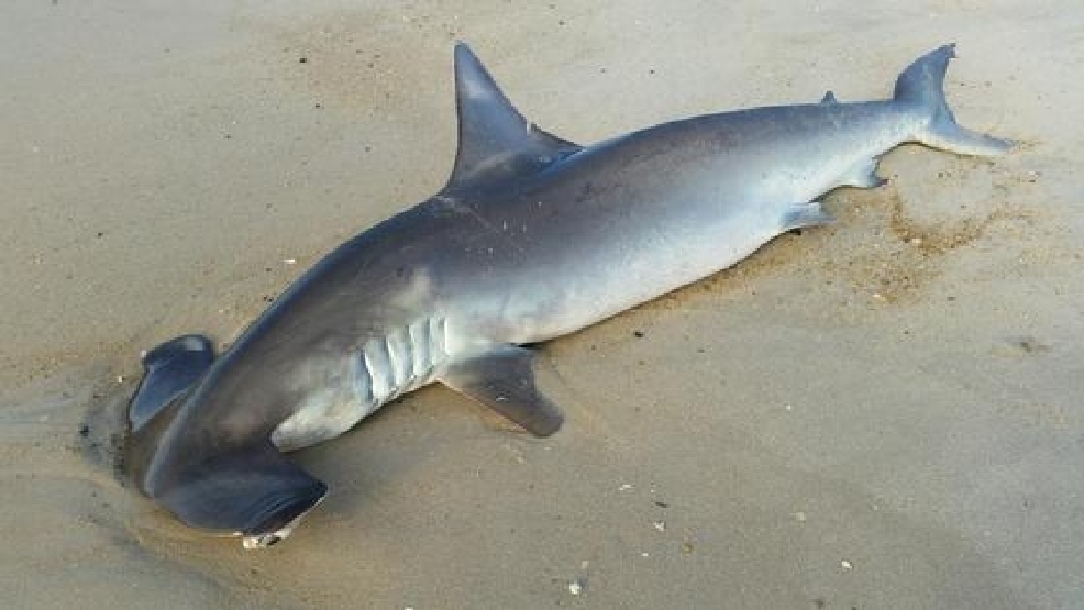 Dead hammerhead shark washed ashore WBFF