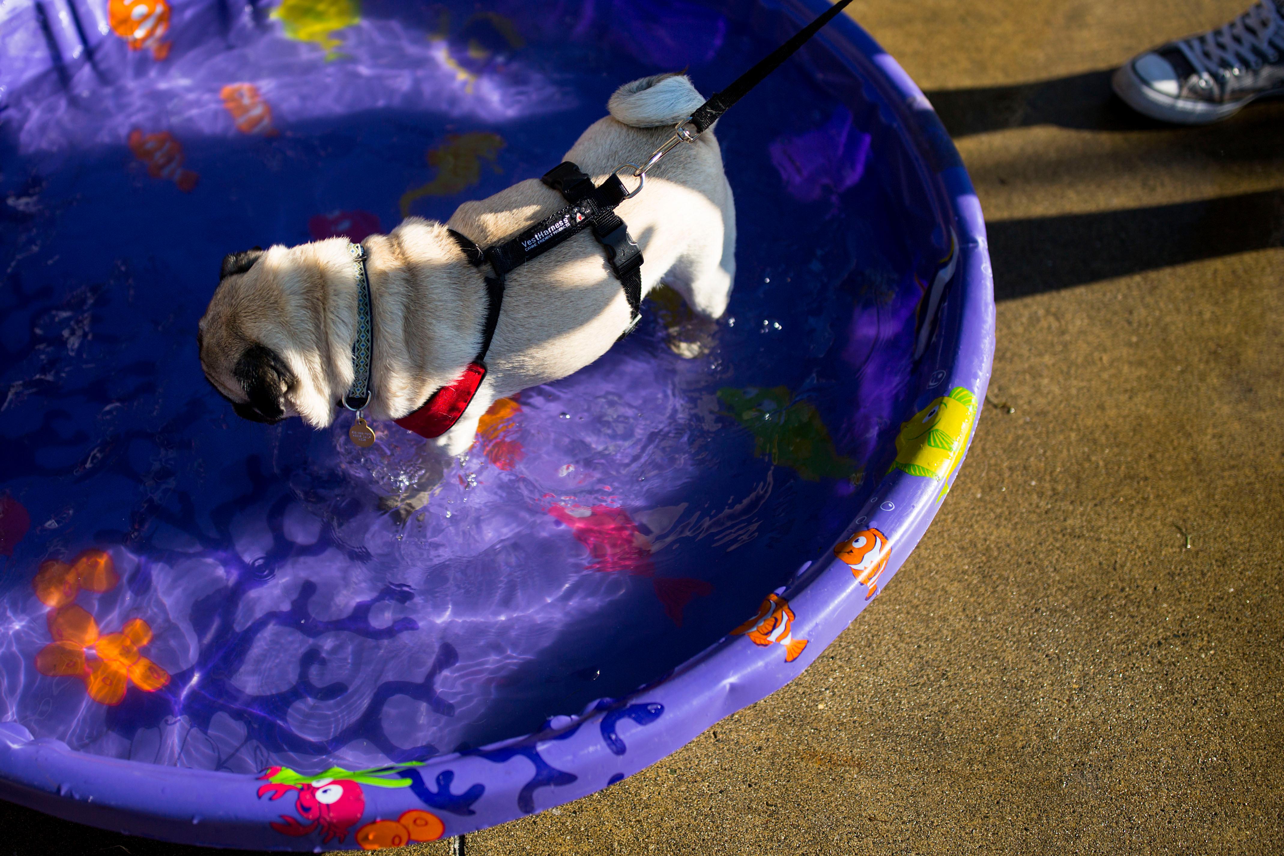 Photos Mariners 'Bark at the Park' is the doggone cutest Seattle Refined