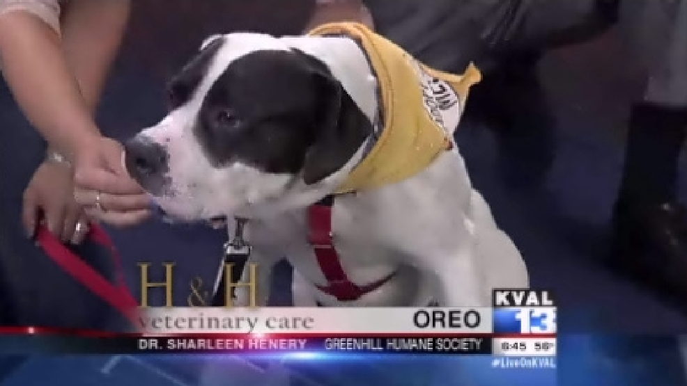 pet_oreo.jpg