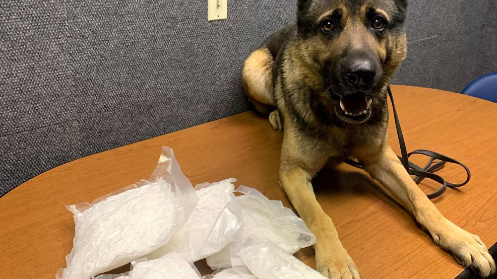 Missouri police dog sniffs out drugs, finds 453,000 of meth KHQA
