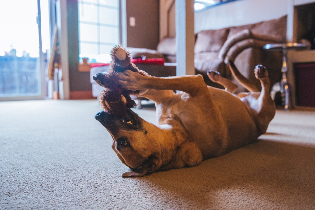 RUFFined Spotlight: Maggie the Lab Mutt | Seattle Refined