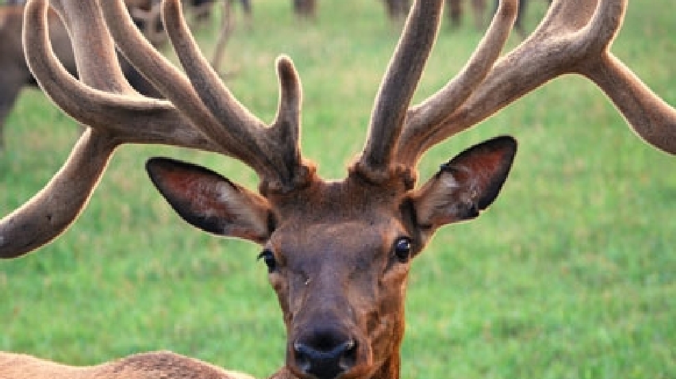 130729_elk_405.jpg