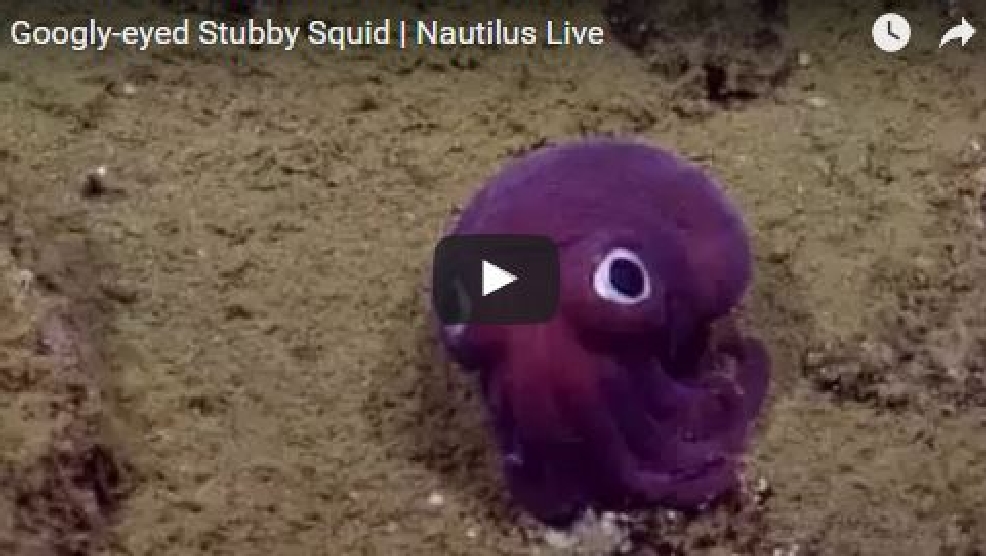 Googlyeyed Stubby Squid Nautilus Live KUTV