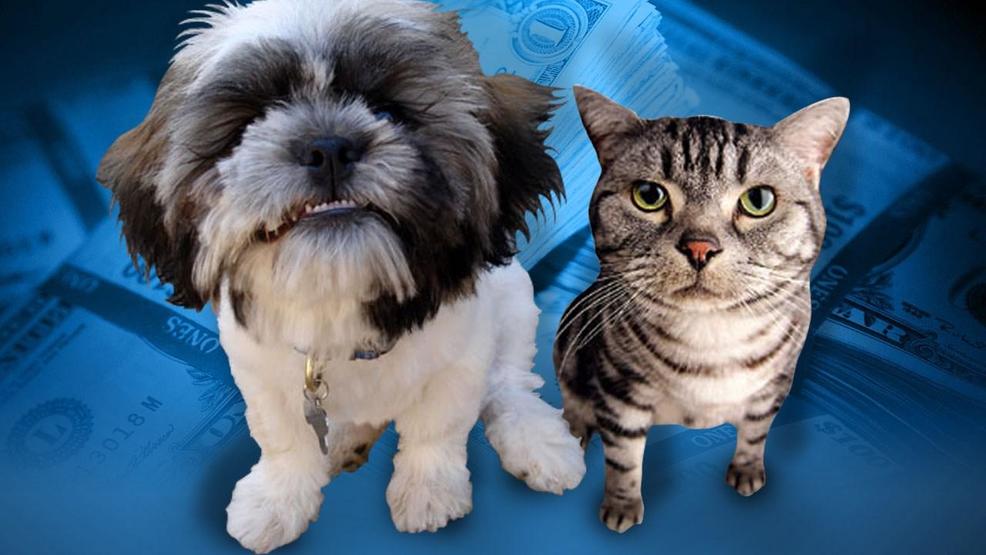 Henderson Ky Animal Shelter Adoptable Dogs