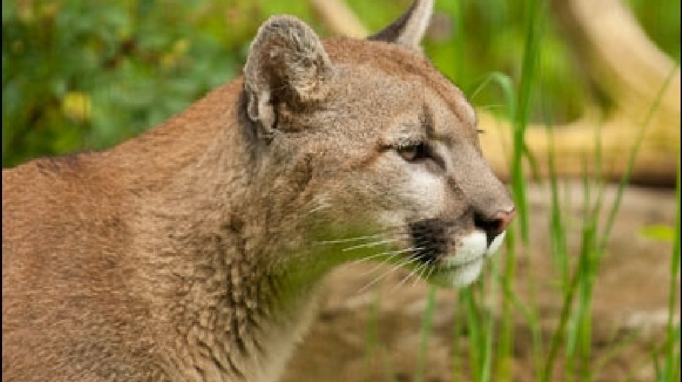 100616orphan_cougar405.jpg