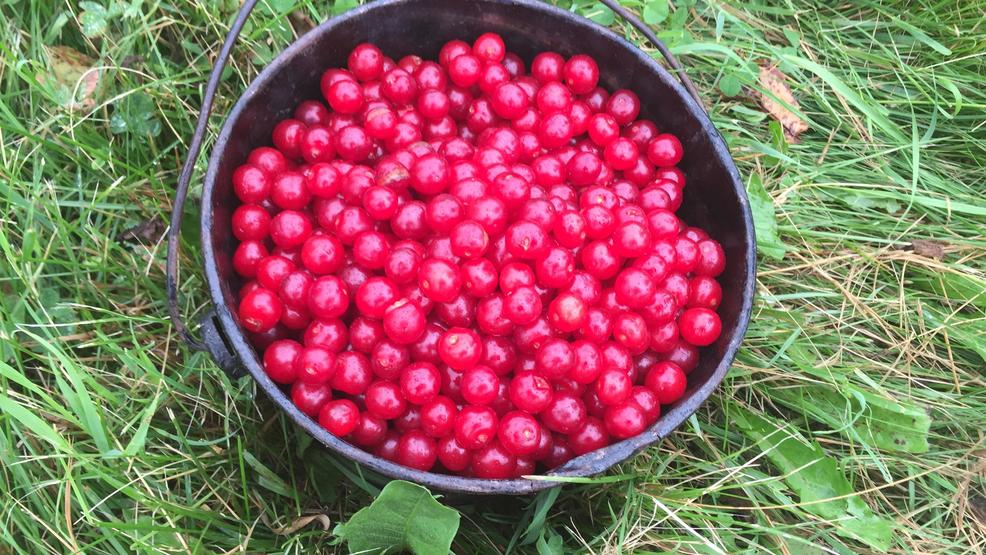 Door County cherry harvest underway WLUK