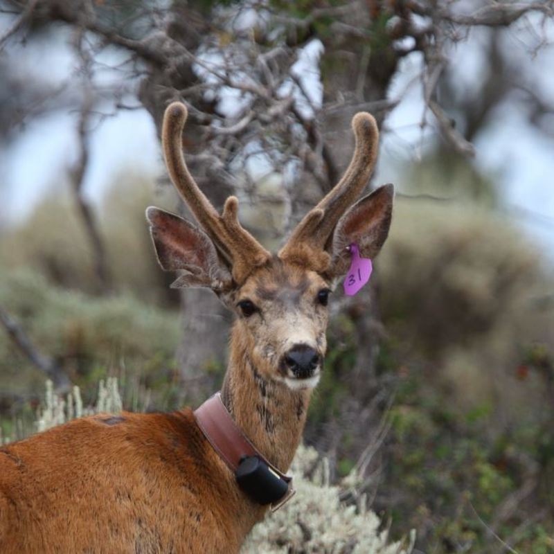 Rare antlered female deer spotted in 