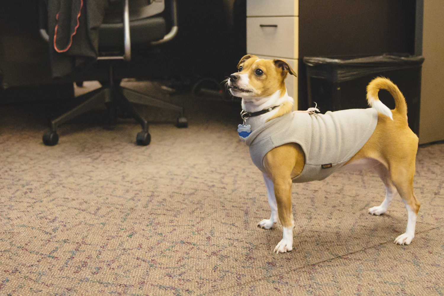RUFFined Spotlight Maxine 'Maxi' the Rat Terrier Seattle Refined