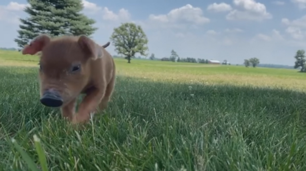 From runt of the litter to show pig, Bloomingburg pig thriving in the