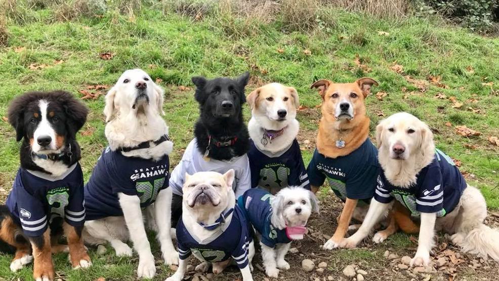 seahawks dog gear