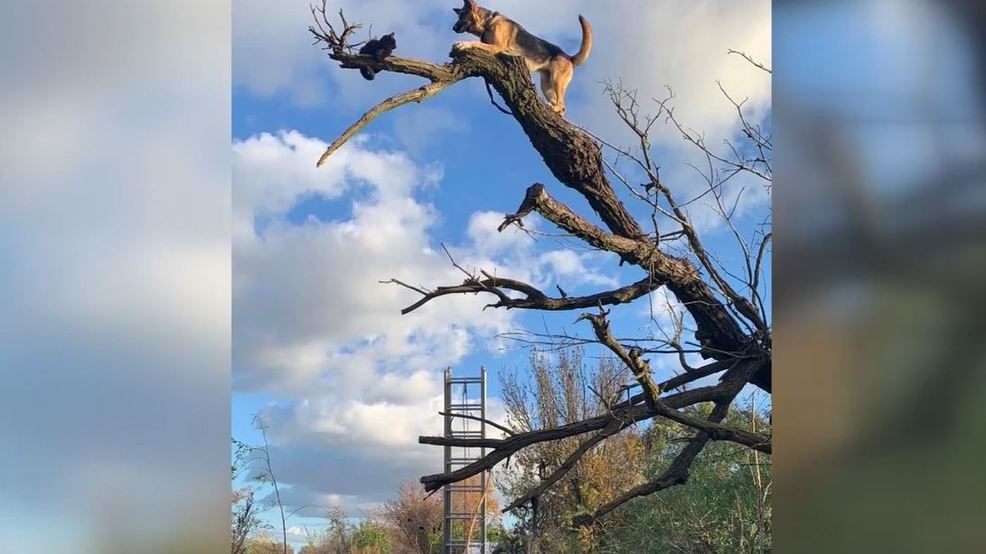 Dog stuck on top of tree while chasing cat, rescued by firefighters WHP