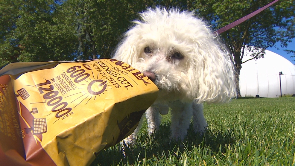 Vets warn of pets in search of a treat suffocating in plastic snack bags KOMO