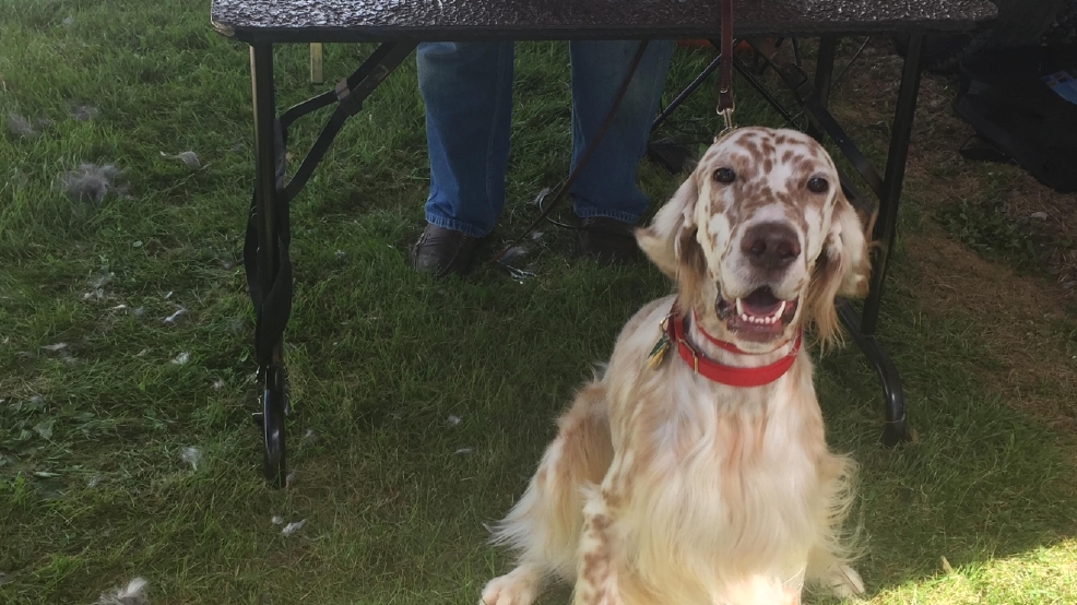 Annual Five Seasons Cluster Dog Shows in Amana KGAN