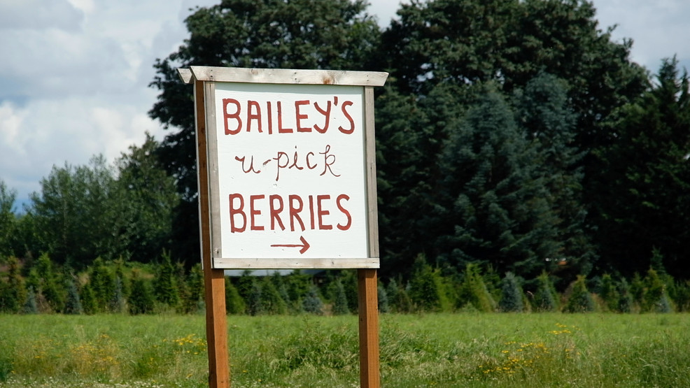 Pick your own fruit and veggies at Bailey Family Farm in Snohomish