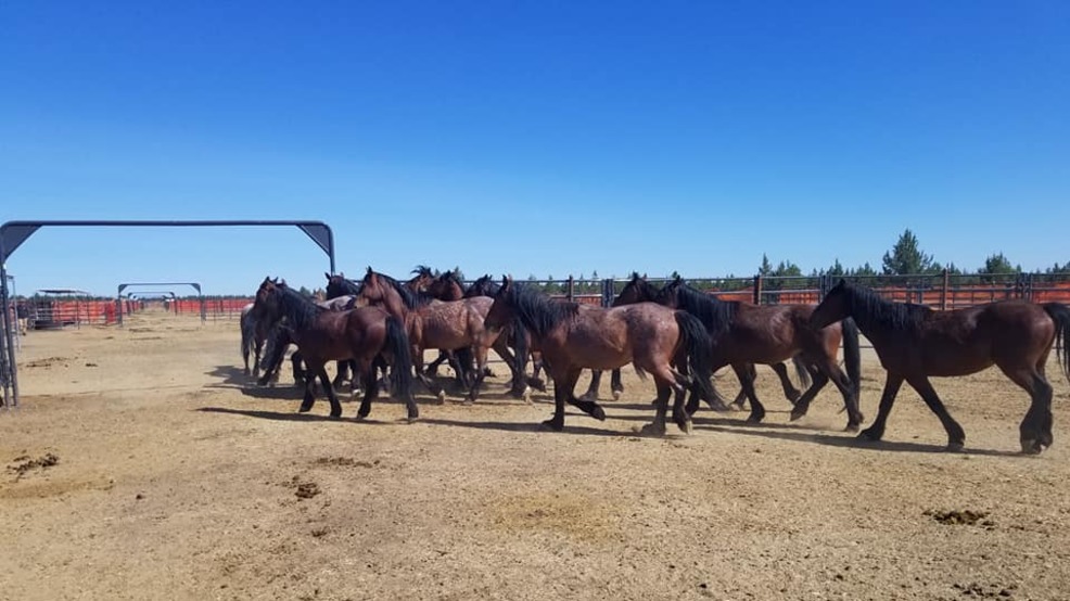 U.S. Forest Service Modoc offers temporary transition incentive to get wild horses adopted KRCR