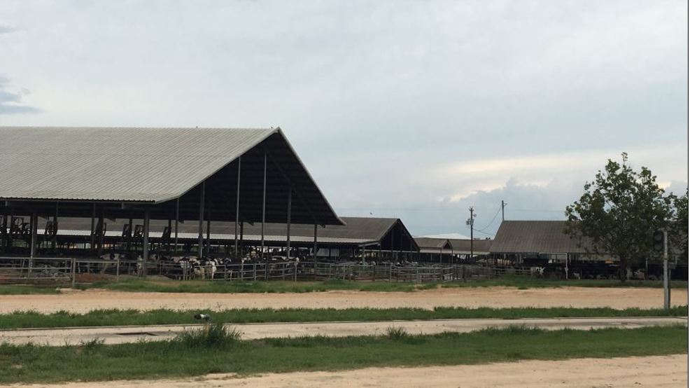 Middle Ga. dairy farm keeps cows comfortable during hot weather WGXA