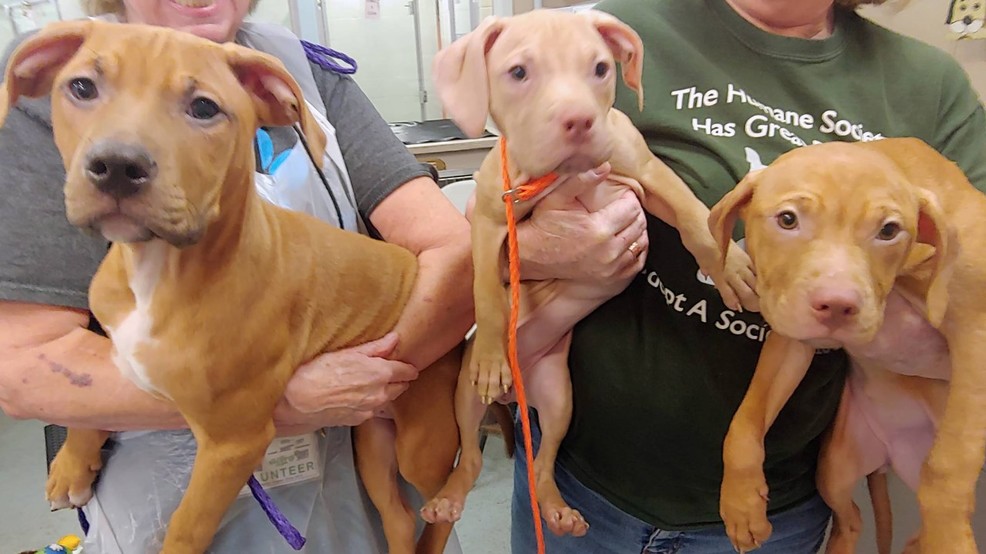 37 Pit Bulls Rescued From Suspected Tacoma Fighting Ring To Become Pit Bulls Rescued From Suspected Tacoma