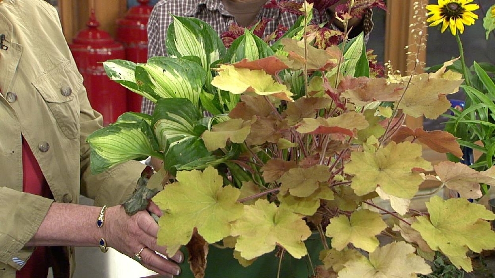 080712PlantHealth.jpg_BIM.jpg