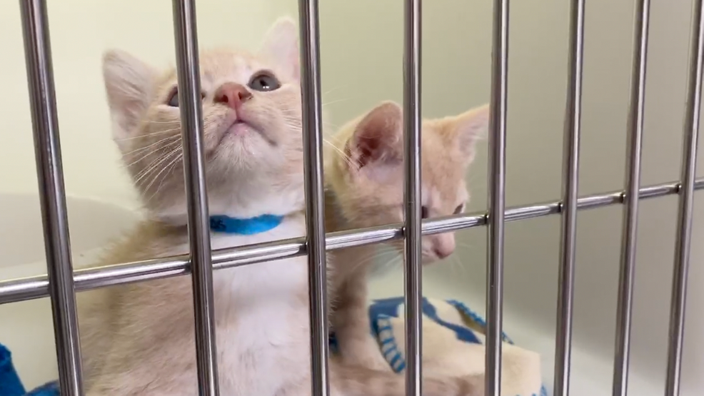 Rescued cats under care of West Valley Humane Society KBOI
