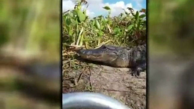 VIDEO: Couple on Florida boat tour has scary encounter with a friendly gator