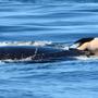 Grieving orca still swimming with her dead calf off Washington
