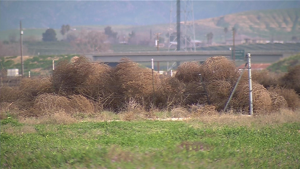 Neighbors want help to get rid of huge piles of tumbleweeds KBAK