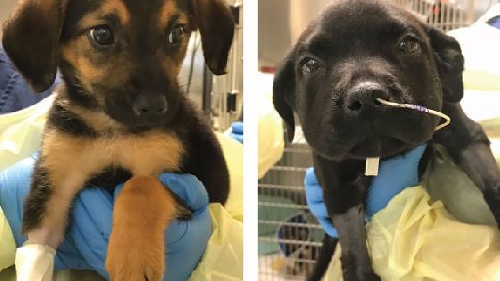 2 puppies submitted to SPCA test positive for Parvo WBFF