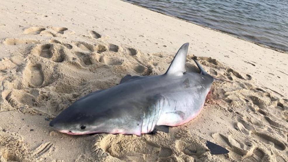 Great white shark washes up on Massachusetts beach WGME