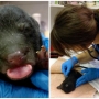 Missing mama bear's newborn cub rescued, in intensive care at Wildlife Center of Virginia