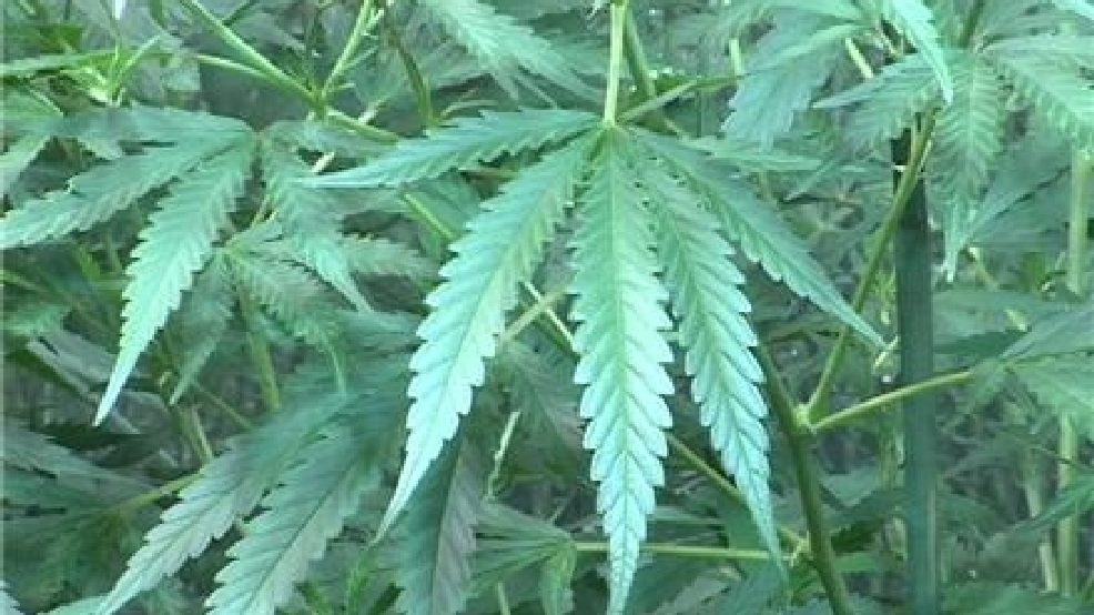 medical_marijuana(1).jpg