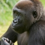 Riverbanks Zoo mourning loss of infant gorilla