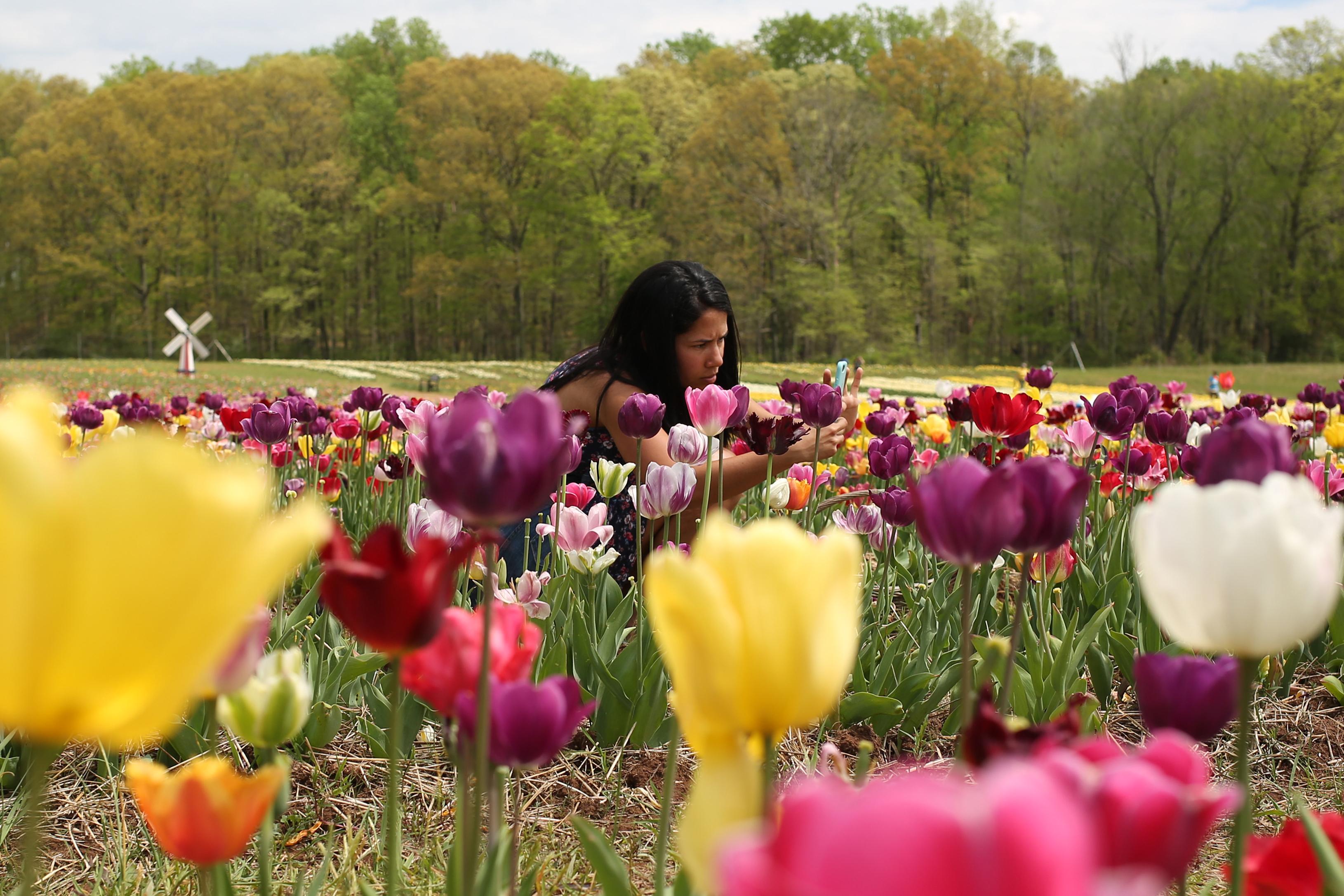 Pick your own bouquet at this Virginia flower farm DC Refined