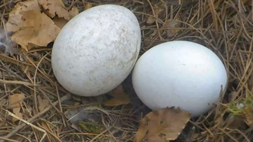 WATCH Dollywood Eagle Eggs Ready to Hatch WTVC
