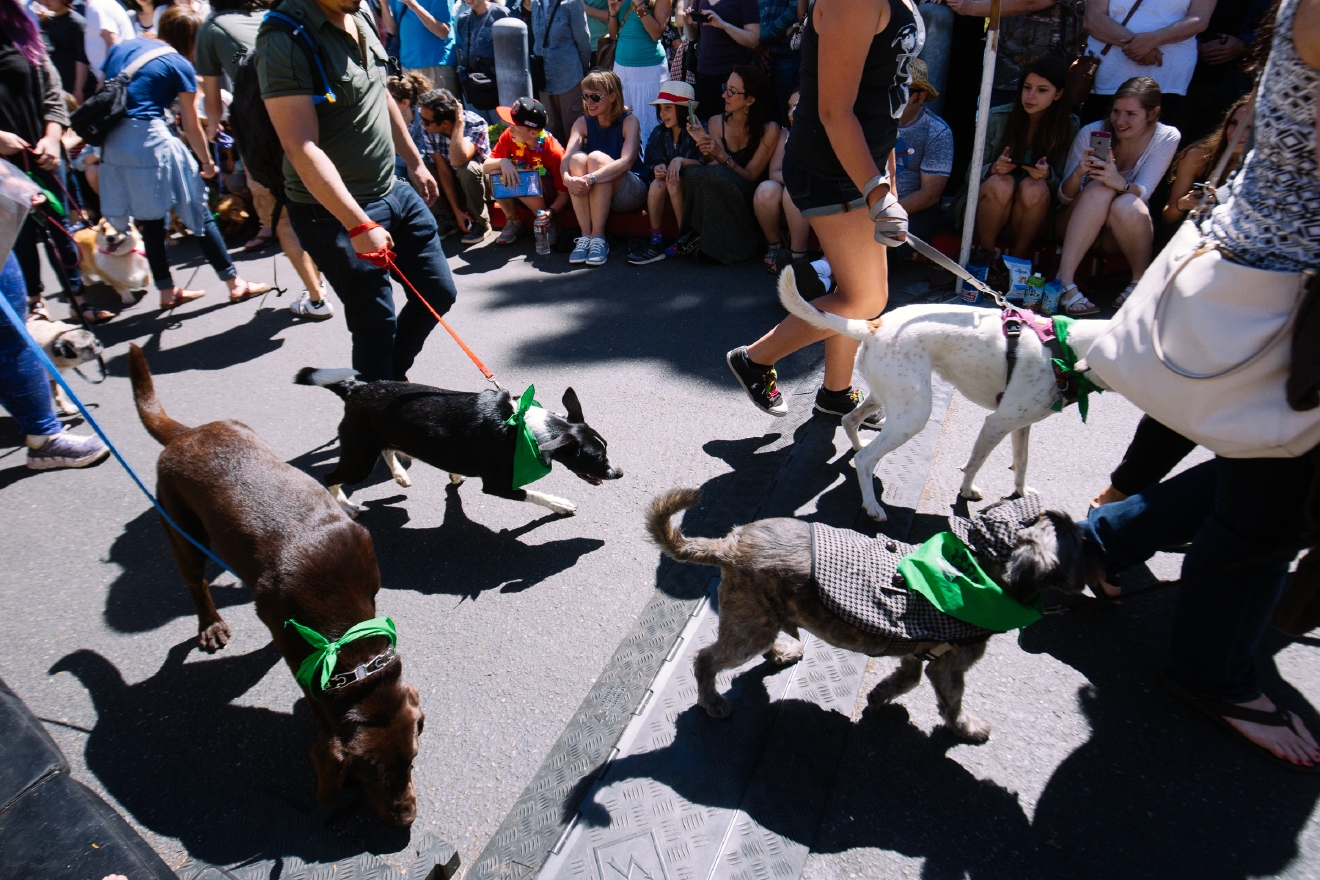 Photos There ain't no parade like a dog parade because a dog parade is