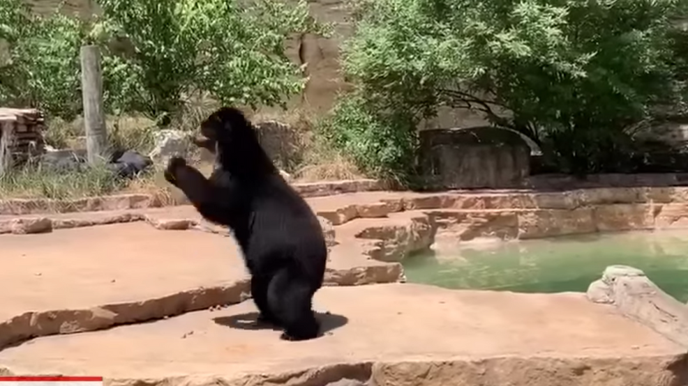 Bear 'plays basketball' at San Antonio Zoo WWHB