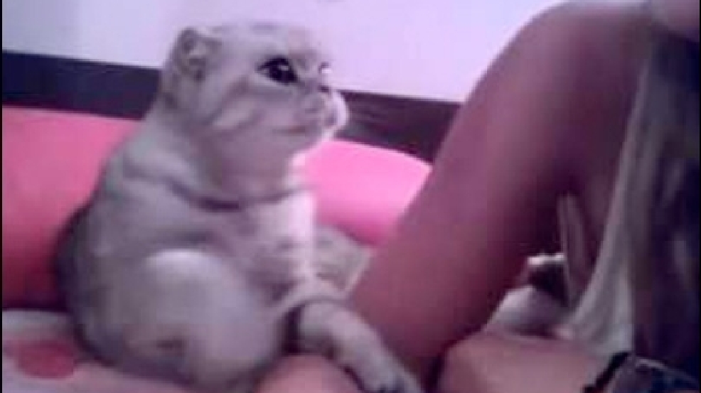 130903_affectionate_cat.jpg