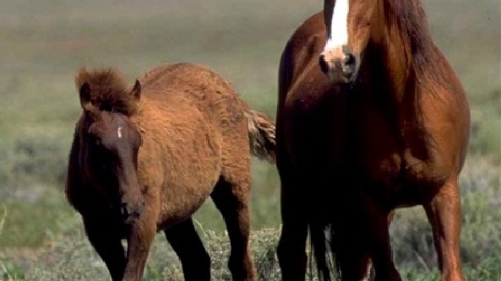 Wild Horses From South Carolina Island Corralled Wpde