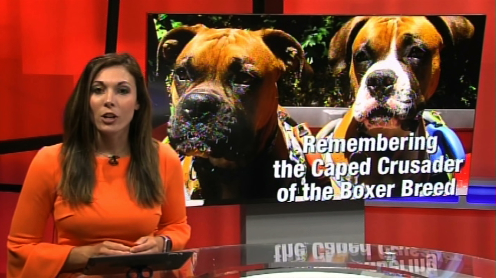 dog rescue.jpeg