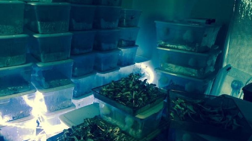 Police bust illegal psychedelic mushroom growing operation in Texas KUTV